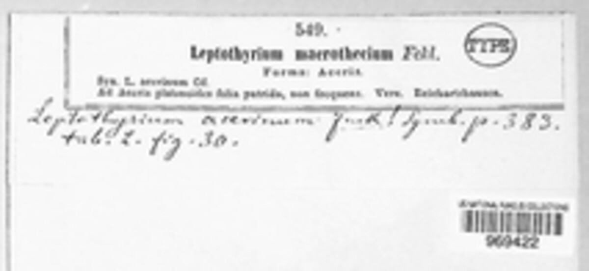 Leptothyrium macrothecium image